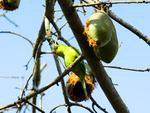 Periquito-rico (Brotogeris tirica) -  o mais comum entre os periquitos de Blumenau. Alimenta-se de frutos e sementes. Vivem em casais. Os companheiros so galanteadores e vaidosos, arrumando mutuamente a plumagem e s vezes se acariciando enquanto permanecem de ponta cabea no galho. Chegam a medir 21 centmetros