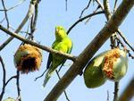 Periquito-rico (Brotogeris tirica) -  o mais comum entre os periquitos de Blumenau. Alimenta-se de frutos e sementes. Vivem em casais. Os companheiros so galanteadores e vaidosos, arrumando mutuamente a plumagem e s vezes se acariciando enquanto permanecem de ponta cabea no galho. Chegam a medir 21 centmetros