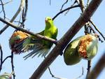 Periquito-rico (Brotogeris tirica) -  o mais comum entre os periquitos de Blumenau. Alimenta-se de frutos e sementes. Vivem em casais. Os companheiros so galanteadores e vaidosos, arrumando mutuamente a plumagem e s vezes se acariciando enquanto permanecem de ponta cabea no galho. Chegam a medir 21 centmetros