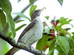 Sabi-poca (Turdus amaurochalinus) - se alimenta de invertebrados e pequenos frutos. Algumas aves desta espcie podem ser negras entre o olho e o bico. A cabea mais achatada, d a iluso de que o bico est no mesmo plano que a testa. Migra entre os meses de maio a agosto. Mede em torno de 21 centmetros, podendo ser encontrado no Brasil e na Argentina