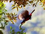 Tucano-de-bico-verde (Ramphastos dicolorus) - apesar de ser uma ave frutfera, inclui na dieta ovos e filhotes de outras aves. Sua reproduo depende de buracos em rvores. Bota de dois a quatro ovos e pode choc-los por at 18 dias. Tem cerca de 48 centmetros, boa parte corresponde ao bico. Pesa em torno de 320 g a 400 gramas.  comum na regio Sul e Sudeste do Brasil, e tambm, no sul de Gois, Paraguai e Argentina