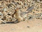An-branco (Guira guira) - carnvoro pode comer insetos e filhotes de outras aves, mas tambm se alimenta de sementes e pequenos frutos. Vive em bandos de at 20 aves. Constroem ninhos coletivos e as fmeas depositam e chocam os ovos num nico local. Os ovos desta espcie so considerados grandes. Tem de 17 a 25% do peso da fmea. Na fase adulta, chegam a media 38 centmetros. So encontrados do sudeste do Amap e da Amaznia  Bolvia, Argentina e Uruguai