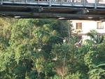Pndulo Humano aconteceu neste sbado e domingo, dias 8 e 9, na Ponte de Ferro no Centro de Blumenau