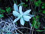 Urupema, na Serra de SC, registra -4,4C no amanhecer desta tera-feira