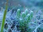 Urupema, na Serra de SC, registra -4,4C no amanhecer desta tera-feira