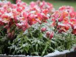 Neve em So Joaquim/SC