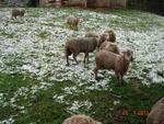 Neve em Apina. Foto e descrio enviadas pelo leitor.