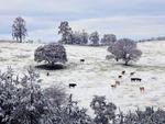 Esta buclica paisagem, foi hoje pela manh em Papanduva-SC. A neve caiu das 21h at 1:30 da manh, se tornando a maior nevasca dos ltimos 30 anos na cidade