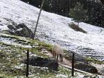 Neve na localidade de Santa Maria, em Benedito Novo