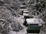 Em Itaipolis ouve uma mortandade de abelhas causado pela neve.