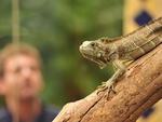 Mais complicada  a situao dos rpteis, como as iguanas. Adaptados a viverem em ambientes quentes, precisam de recintos aquecidos e com isolamento trmico o tempo todo para no adoecerem