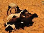 Embora o frio deixe os animais com uma certa preguia, para quem visita o zoo  garantia de imagens to belas como a de um bolinho de cabras se espremendo em um abrao e pssaros com o bico enfurnado entre as penas