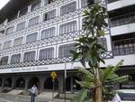 Tera-feira: Figueira centenria de Blumenau d lugar a duas mudas da mesma espcie