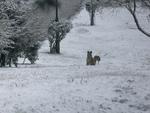 So Joaquim registrou grande precipitao de neve