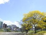Depois de dias de muita chuva, primavera chegou em Blumenau