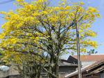 Depois de dias de muita chuva, primavera chegou em Blumenau