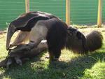 Filhotes que nasceram no Zoolgico do Beto Carrero, Tamandu bandeira com seu filhote pendurado