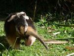 Filhotes que nasceram no Zoolgico do Beto Carrero, Tamandu mirim com seu filhote pendurado