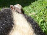 Filhotes que nasceram no Zoolgico do Beto Carrero, Tamandu mirim com seu filhote pendurado