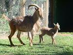 Filhotes que nasceram no Zoolgico do Beto Carrero, Filhote de Audad