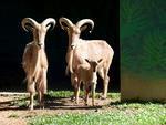 Filhotes que nasceram no Zoolgico do Beto Carrero, Filhote de Audad