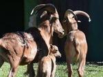 Filhotes que nasceram no Zoolgico do Beto Carrero, Filhote de Audad