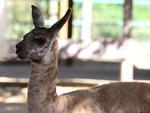 Filhotes que nasceram no Zoolgico do Beto Carrero, Filhote de Lhama