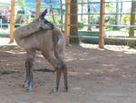 Filhotes que nasceram no Zoolgico do Beto Carrero, Filhote de Lhama