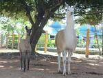 Filhotes que nasceram no Zoolgico do Beto Carrero, Filhote de Lhama