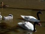 Filhotes que nasceram no Zoolgico do Beto Carrero, Cisne com filhotes