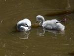 Filhotes que nasceram no Zoolgico do Beto Carrero, Cisne com filhotes
