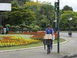 Guarapuvus floridos nas margens do Rio Itaja-A, em Blumenau