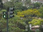 Guarapuvus floridos nas margens do Rio Itaja-A, em Blumenau