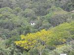 Guarapuvus floridos nas margens do Rio Itaja-A, em Blumenau