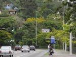 Guarapuvus floridos nas margens do Rio Itaja-A, em Blumenau