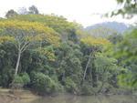 Guarapuvus floridos nas margens do Rio Itaja-A, em Blumenau