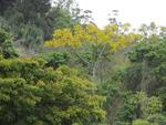 Guarapuvus floridos nas margens do Rio Itaja-A, em Blumenau