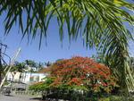 Flamboyant florida na rua Antnio da Veiga