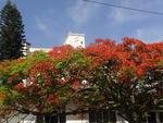 Flamboyant florida na Rua Gustavo Salinger