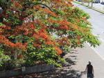 Flamboyant florida na Rua Antnio da Veiga