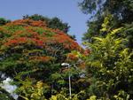Flamboyant florida na Rua 2 de Setembro