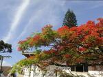 Flamboyant florida na Rua Gustavo Salinger