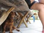 Cachorros e gatos so abandonados na Nova Rssia, em Blumenau