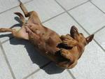 Cachorros e gatos so abandonados na Nova Rssia, em Blumenau