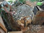 Cachorros e gatos so abandonados na Nova Rssia, em Blumenau
