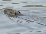 Espcies encontradas pela equipe do SANTA entre as pontes Tamarindo e dos Arcos, zona central de Blumenau. Capivara