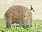 Espcies encontradas pela equipe do SANTA entre as pontes Tamarindo e dos Arcos, zona central de Blumenau. Capivara