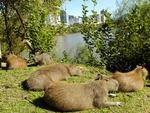 Espcies encontradas pela equipe do SANTA entre as pontes Tamarindo e dos Arcos, zona central de Blumenau. Capivara.