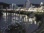 Espcies encontradas pela equipe do SANTA entre as pontes Tamarindo e dos Arcos, zona central de Blumenau. Gara branca pequena.