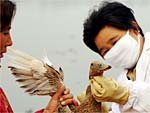Na provncia chinesa de Shandong, 100.000 aves j foram vacinadas contra o vrus H5N1